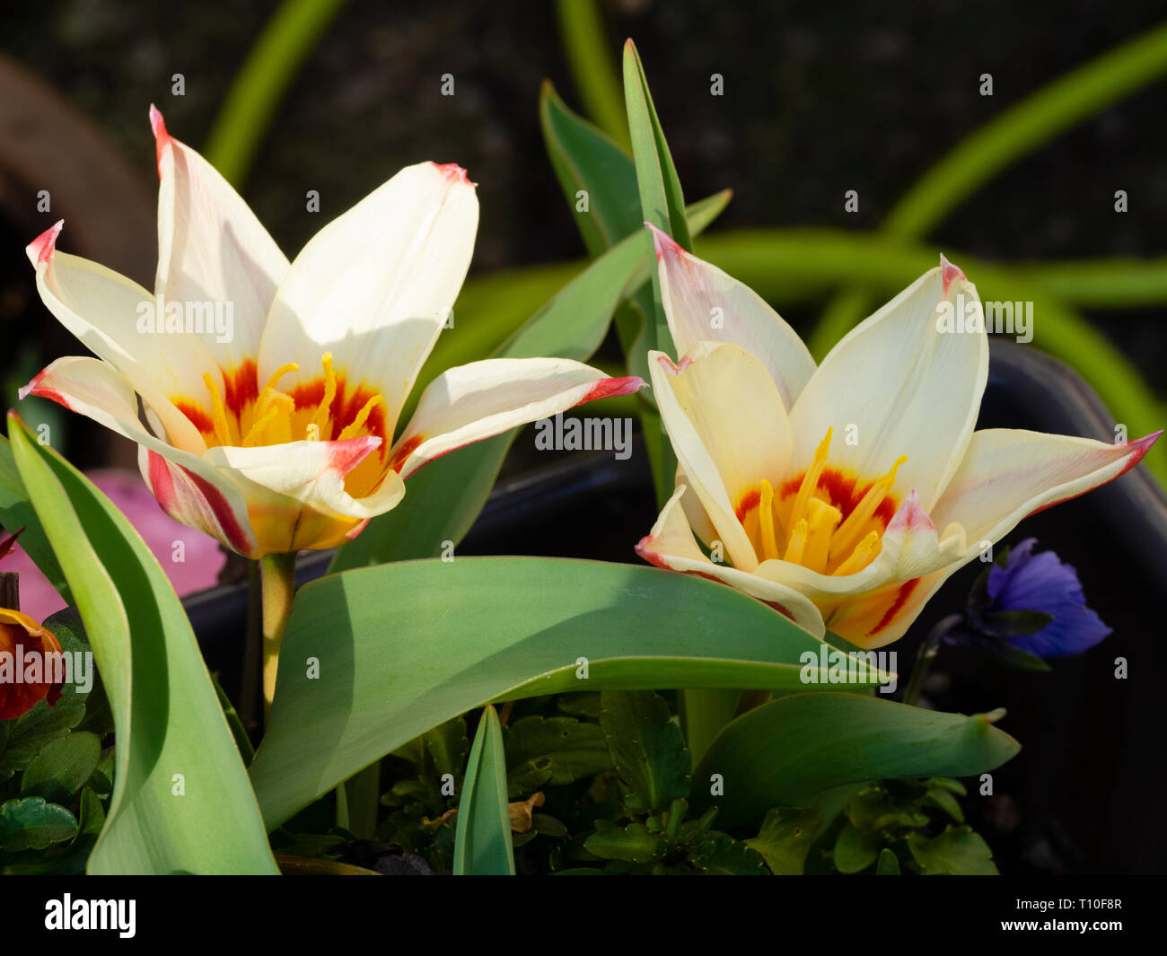 Rote und gelbe throated Creme Blütenblätter der frühen Blüte botanischen Tulpen, Tulipa kaufmanniana 'Waterlily' Stockfoto