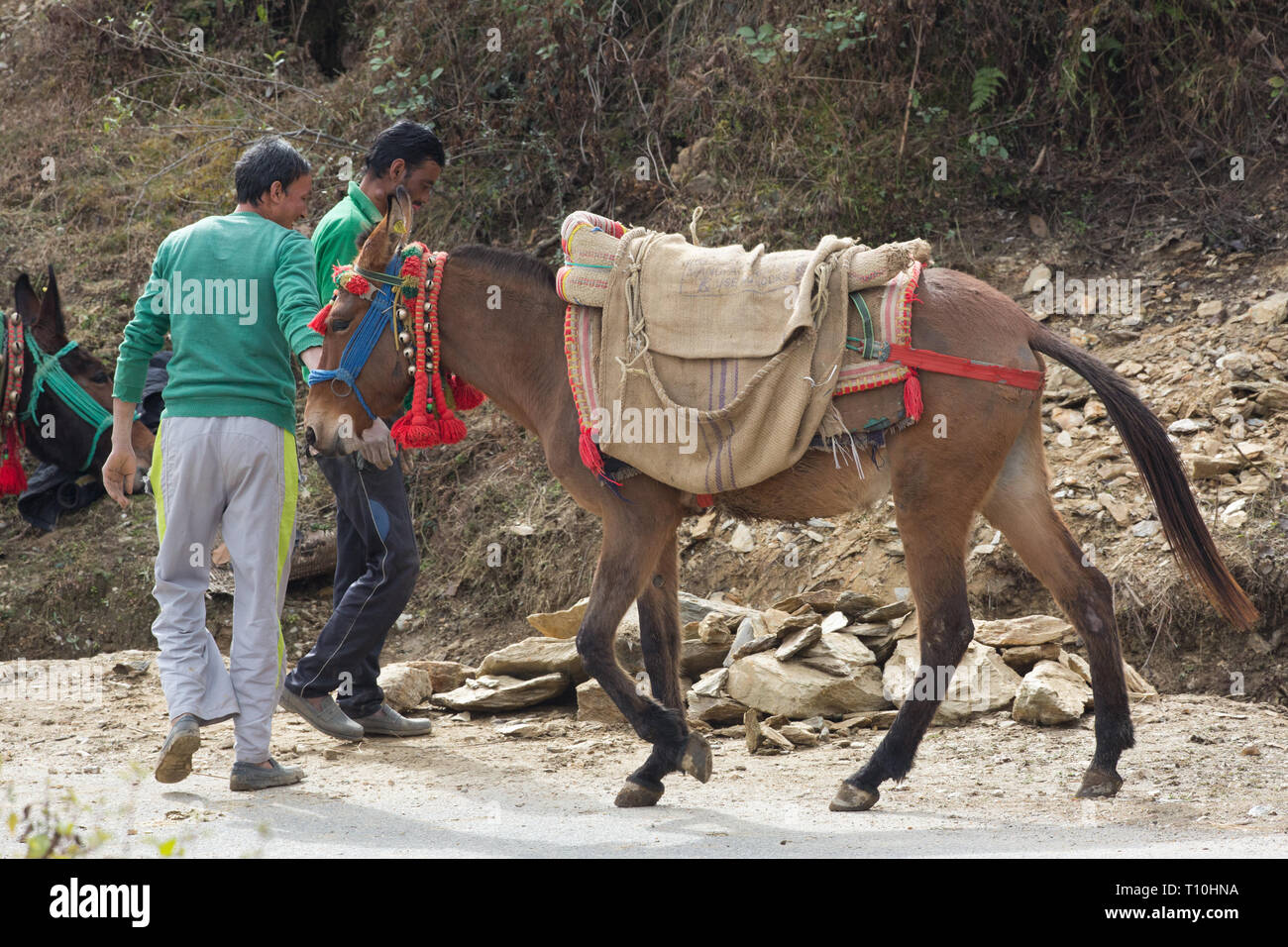 Maultier, das Ergebnis einer Kreuzung zwischen einem Pferd (Equus caballus), und einem Esel (Equus asinus), als Lasttier zum Transport von gebrochenem Stein für Gebäude verwendet werden. Im Norden Indiens. Stockfoto