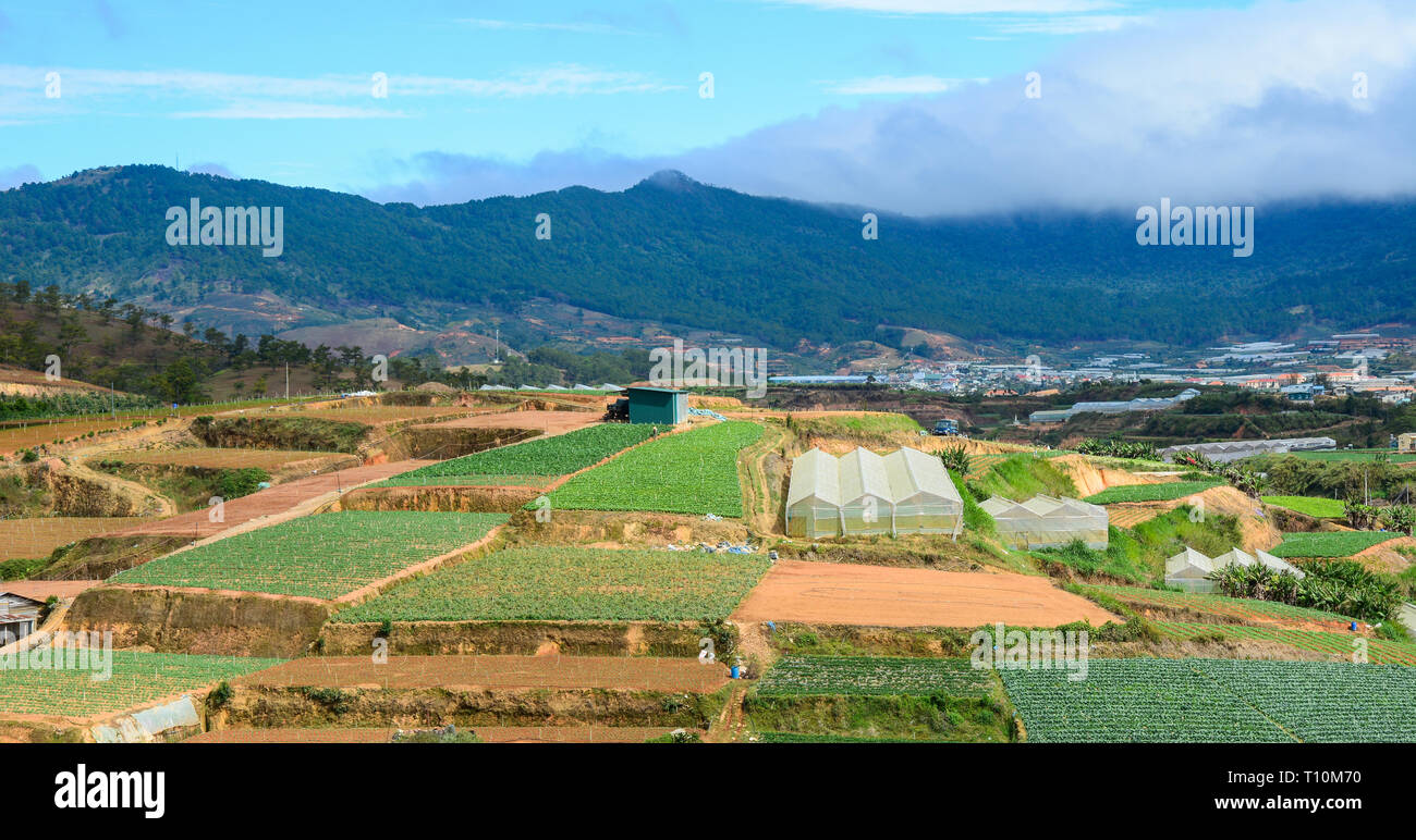 Gemüse Plantagen in Dalat, Vietnam. Da Lat liegt 1500 m über dem Meeresspiegel auf dem langbian Hochebene gelegen. Stockfoto