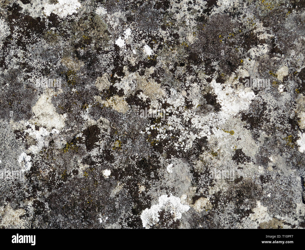 Textur der alte natürliche bemoosten Stein. Schöne steinerne Oberfläche, Dirty Rock mit Flechten und Moos für natürliche Hintergrund Stockfoto