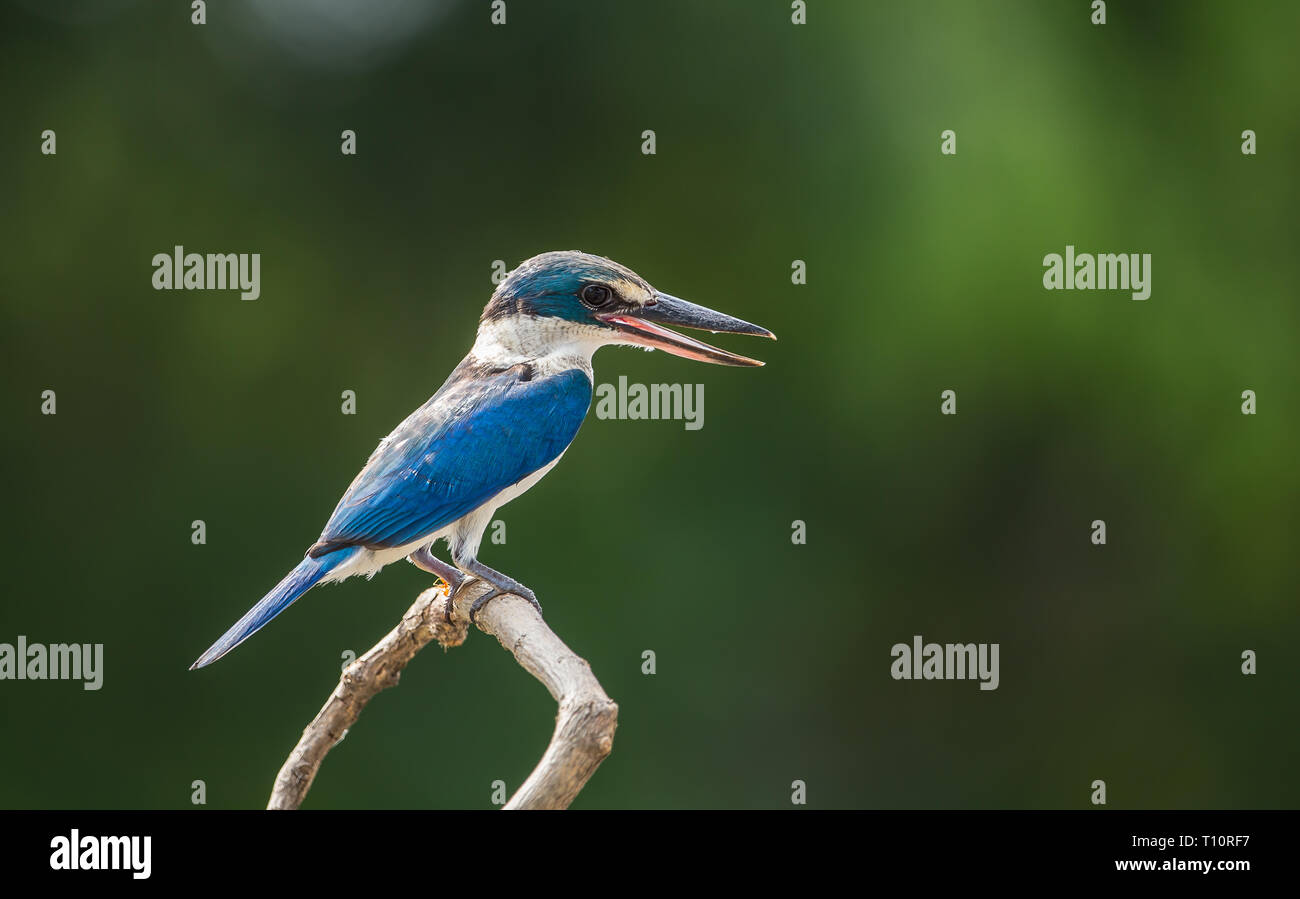 Collared Kingfisher, Weiß-collared Kingfisher, Mangrove Kingfisher (Todiramphus Chloris) auf einem Zweig mit einem grünen Hintergrund. Stockfoto