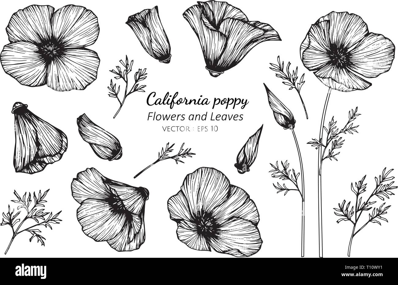Sammlung von Kalifornischer Mohn Blüte und Blätter zeichnen Abbildung ...