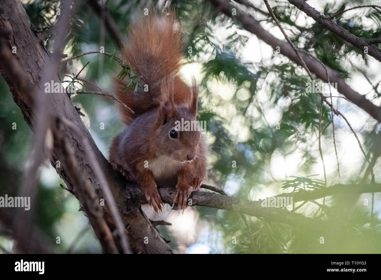 Eichhörnchen im Baum Stockfoto