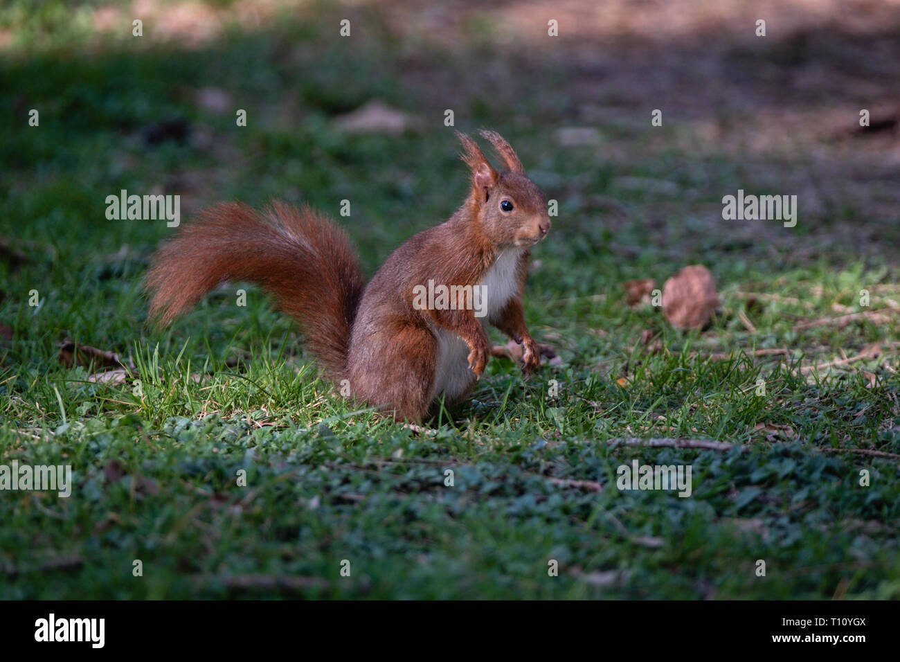 Eichhörnchen im Gras Stockfoto