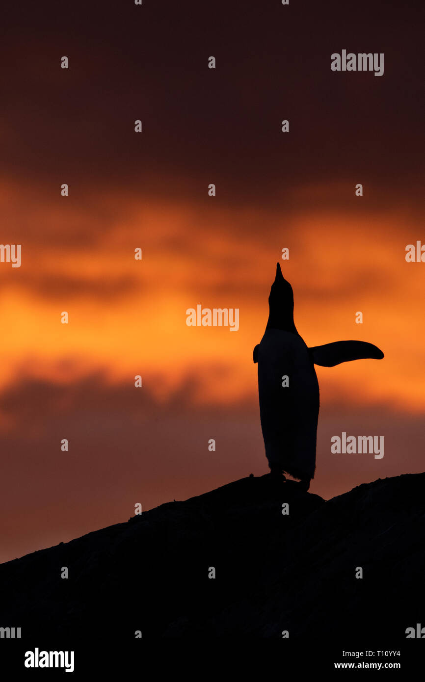 Antarktis, Paradise Harbour aka Paradise Bay. Silhouette von Gentoo Pinguin mit polar Sonnenuntergang. Stockfoto