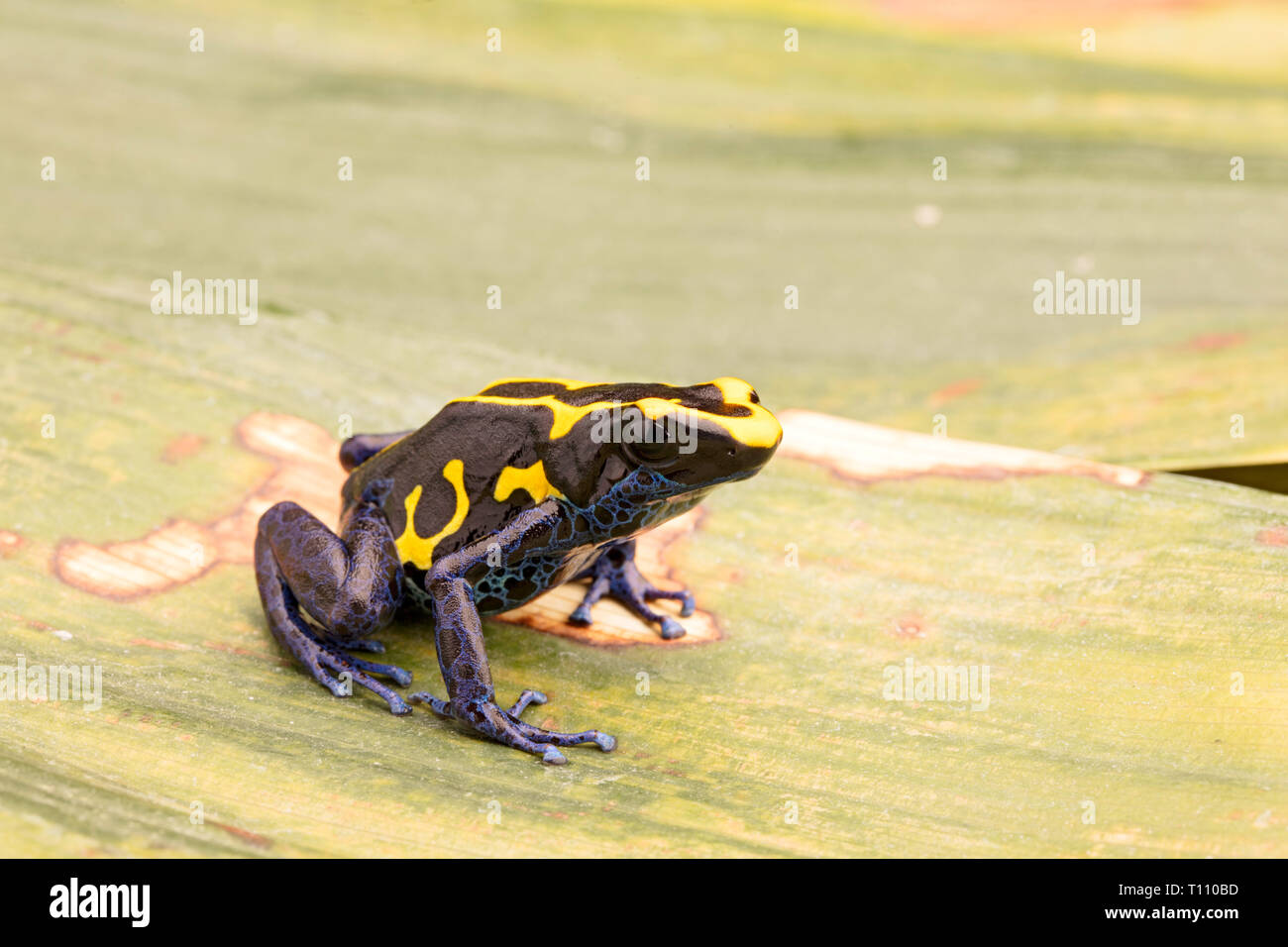 Deying poison dart Frog, Dendrobates tinctorius nominat, oder Kaw. Eine blaue und gelbe Regenwald Tier aus dem Dschungel des Amazonas. Stockfoto