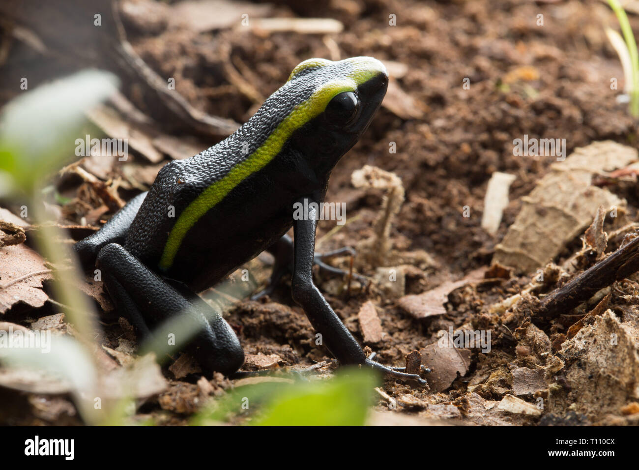 Poison dart Frog, Ameeregza trivittata aus dem Regenwald des Amazonas in Kolumbien. Diese giftigen Tier lebt in den tropischen Dschungel von Peru und Ecuador Stockfoto