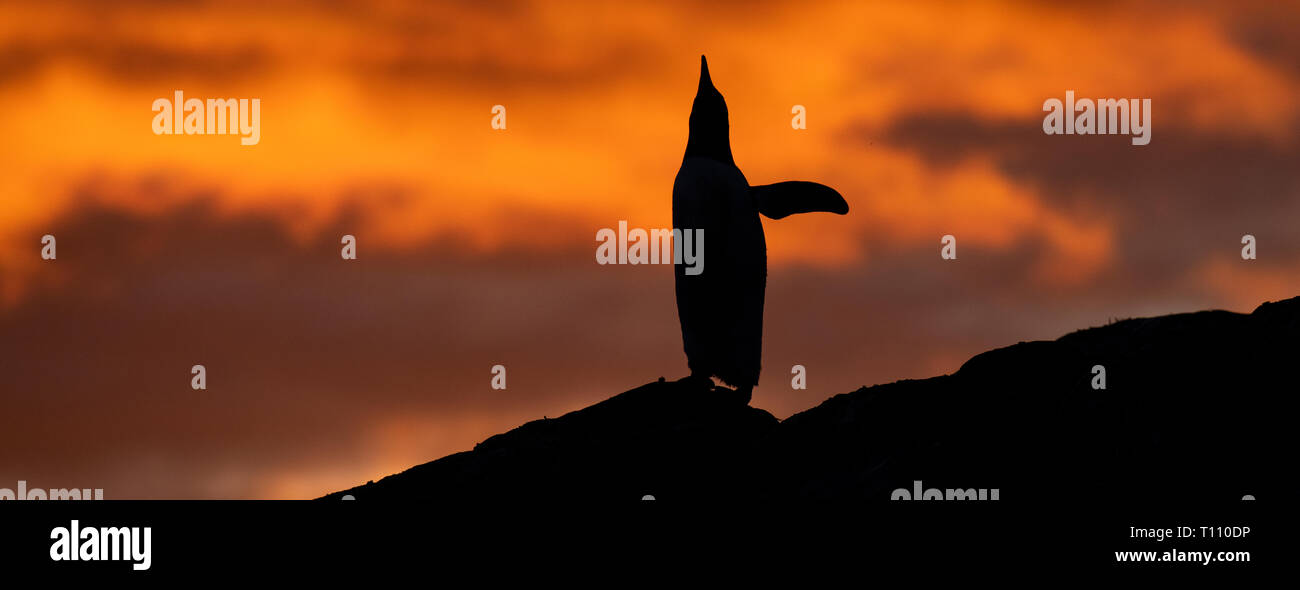 Antarktis, Paradise Harbour aka Paradise Bay. Silhouette von Gentoo Pinguin mit polar Sonnenuntergang. Stockfoto