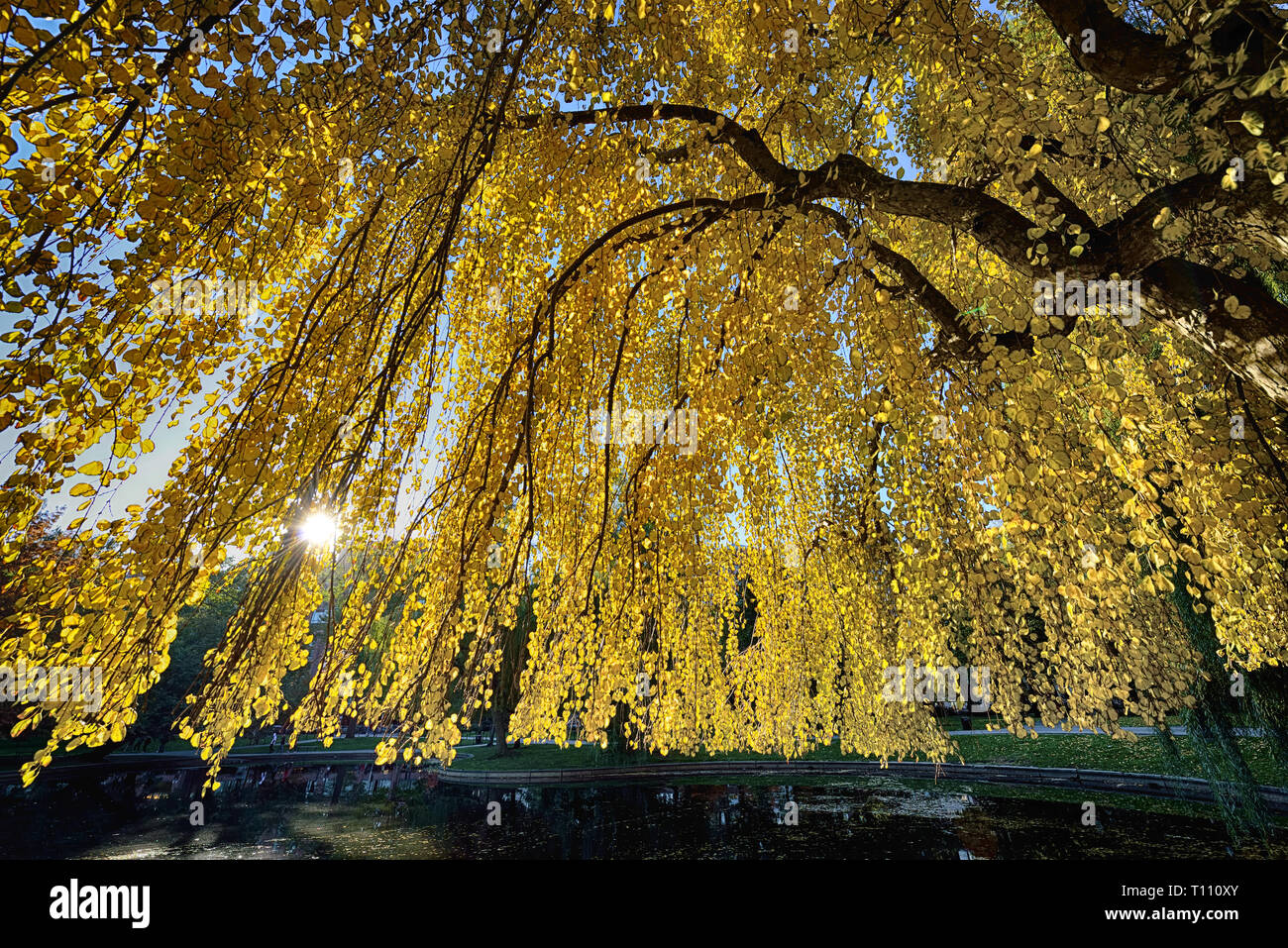 Goldgelb Vordach des Weinens Katsura Tree. Die hellen Blätter, Sun shinning über Filialen, Stockfoto