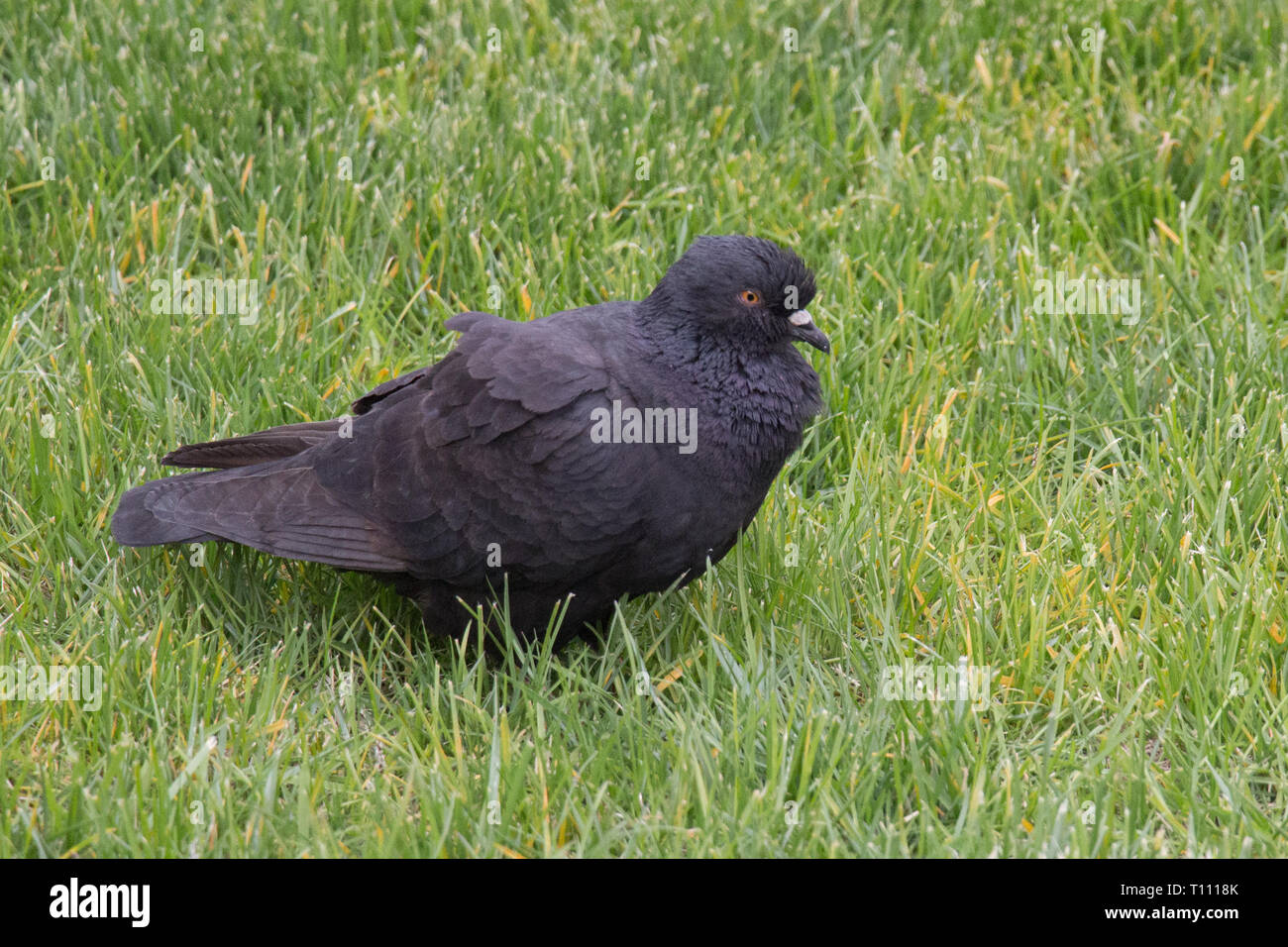 Die Aussicht auf einen Schwarzen bis ruffling Taube auf grünem Gras. Stockfoto