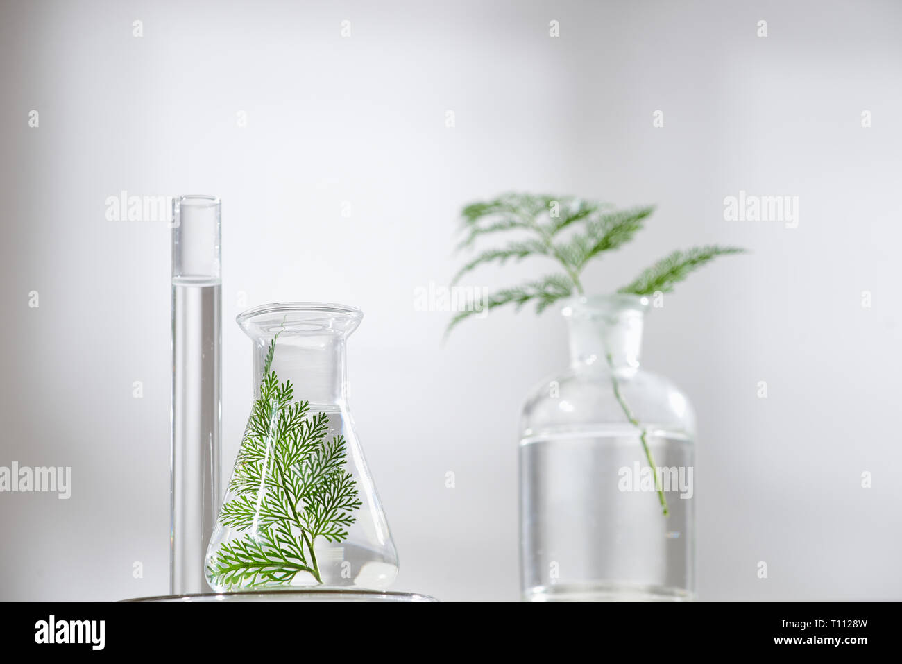 Kosmetischer natur Hautpflege und ätherische Öle Aromatherapie. Organic Natural Science Schönheit Produkt. pflanzliche Alternative Medizin. Mock up. Stockfoto