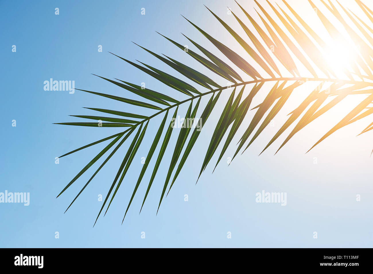 Palmsonntag Konzept: Blätter frame von Coconut Filialen mit Wolken und blauer Himmel. Stockfoto Palmsonntag Konzept: Blätter frame von Coconut Filialen mit Wolken und blauer Himmel. Stockfoto