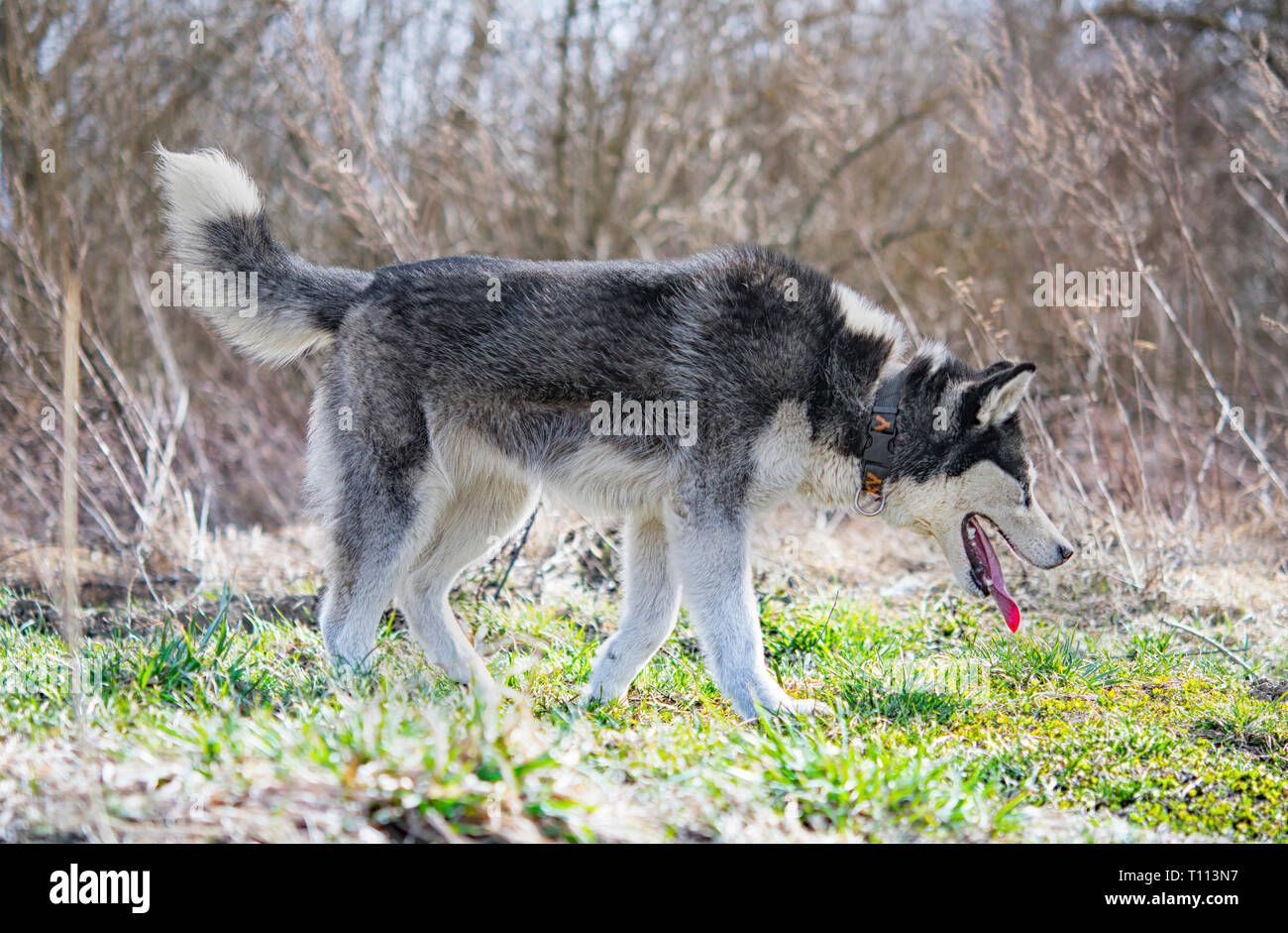 Siberian Husky im Frühjahr Wald Stockfoto