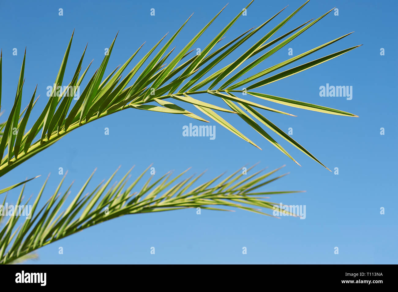 Blatt Palmsonntag Konzept: Blätter frame von Coconut Filialen mit Wolken und blauer Himmel. Stockfoto Blatt Palmsonntag Konzept: Blätter frame von Coconut Filialen mit Wolken und blauer Himmel. Stockfoto
