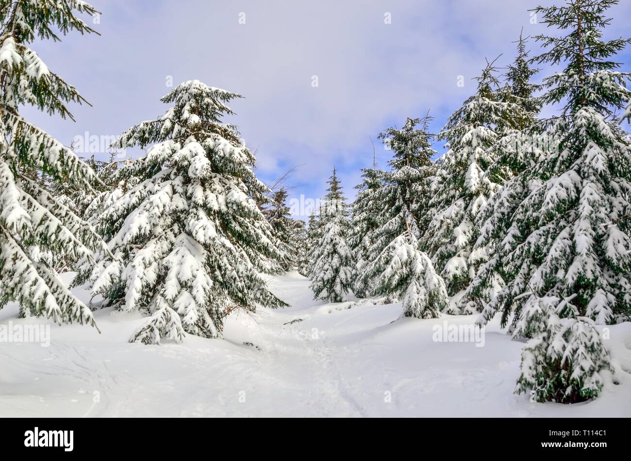 Wunderschöne schneeweiße Berge. Verschneite Grüne Weihnachten Bäume auf einem Höhenweg. Stockfoto