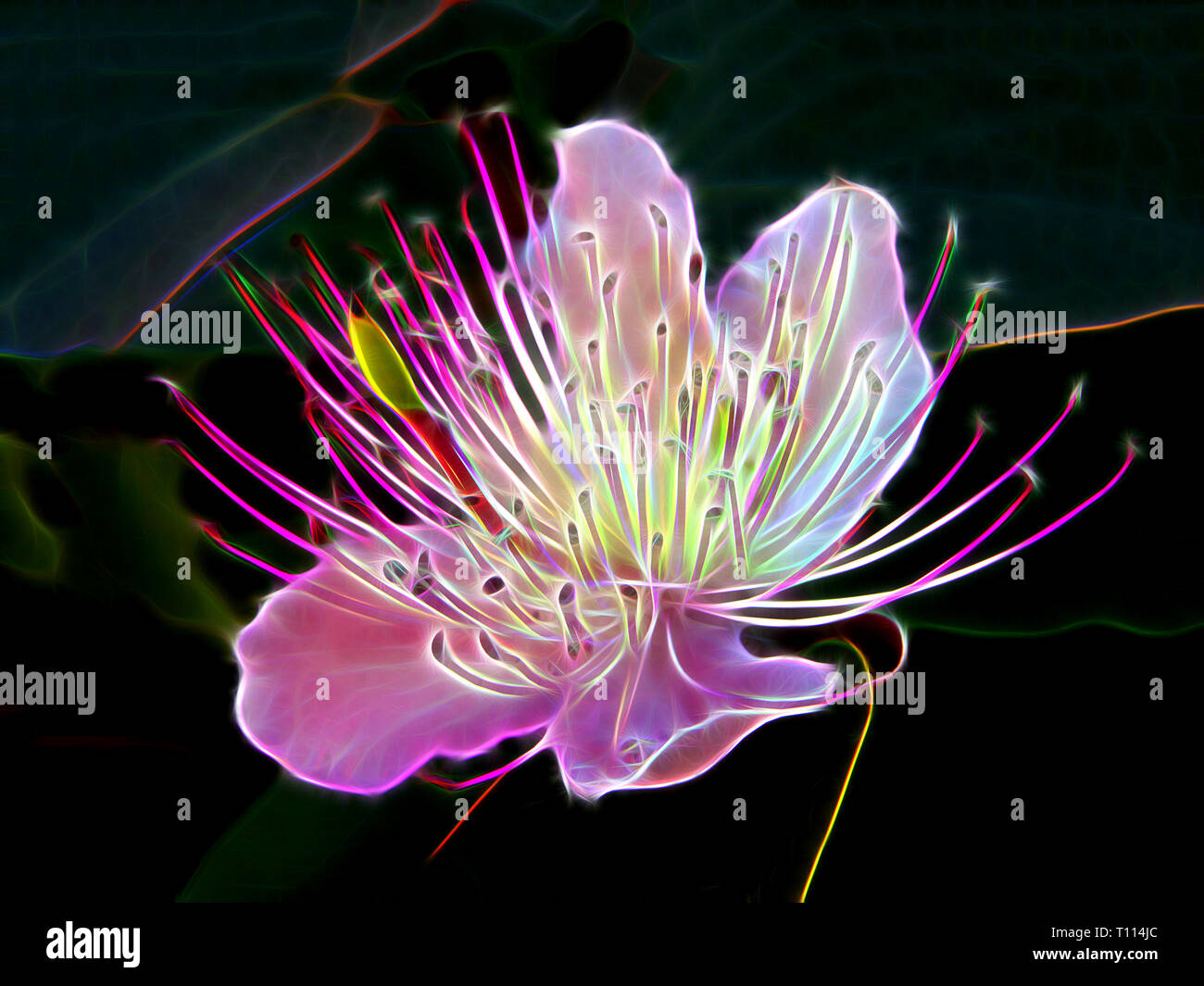 Neon Blumen Stockfotos Und Bilder Kaufen Alamy