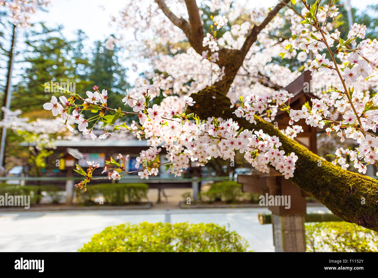 Cherry blühender Japanischer Schrein Stockfoto