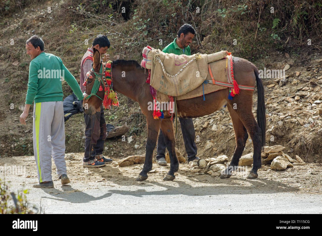 Maultier, das Ergebnis einer Kreuzung zwischen einem Pferd (Equus caballus), und einem Esel (Equus asinus), als Lasttier zum Transport von gebrochenem Stein für Gebäude verwendet werden. Im Norden Indiens. Stockfoto