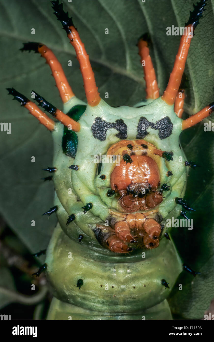 Die Larve (Caterpillar) des Regal oder Royal Nussbaum Motte (Citheronia regalis), für das große Horn genannt - wie Projektionen ragen aus der Thorax. Stockfoto