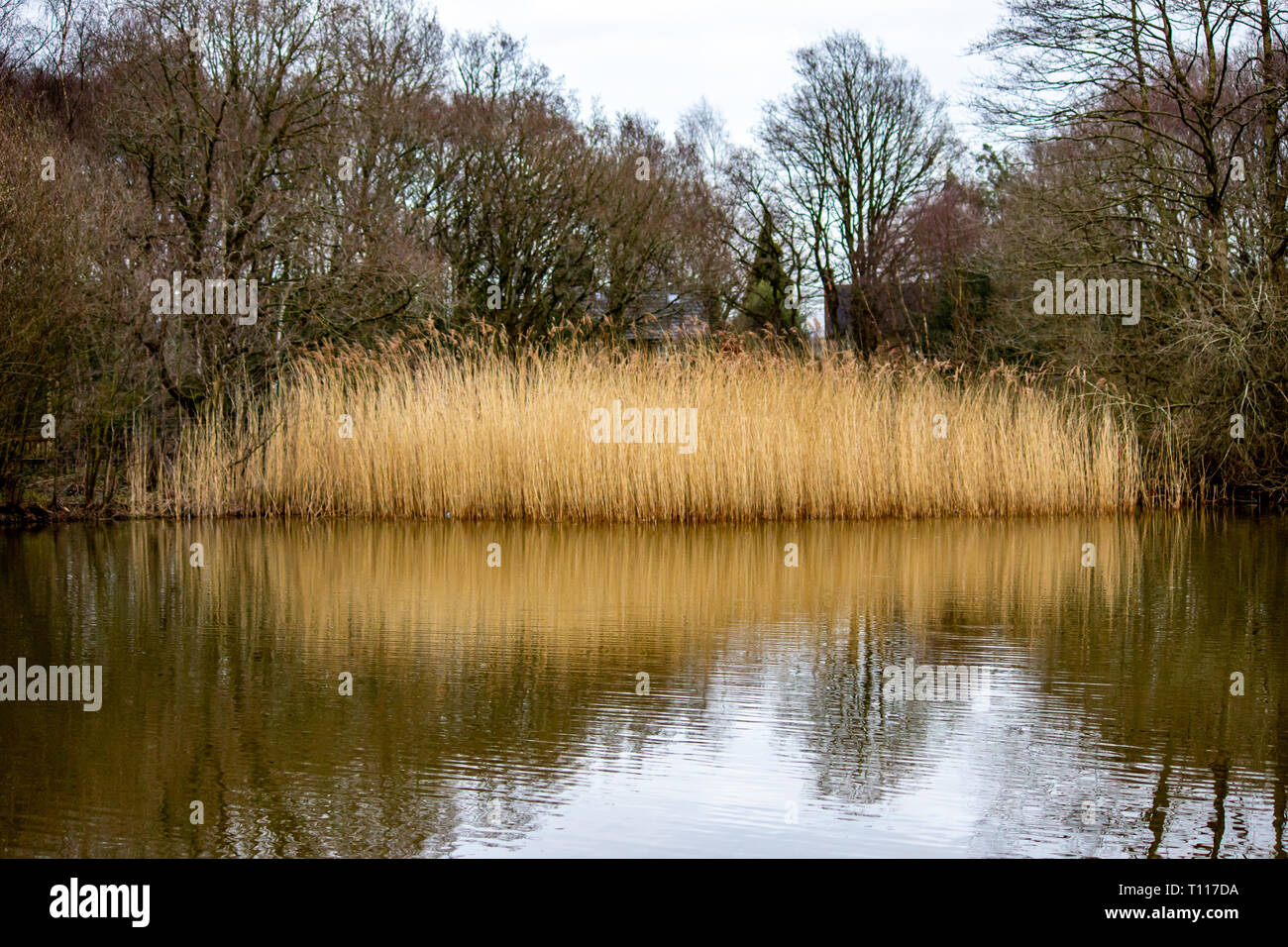 Schön Uk Wetter, schöner Spaziergang am Nachmittag im öffentlichen Park mit einem kleinen See namens Lindow in Wilmslow Cheshire Stockfoto