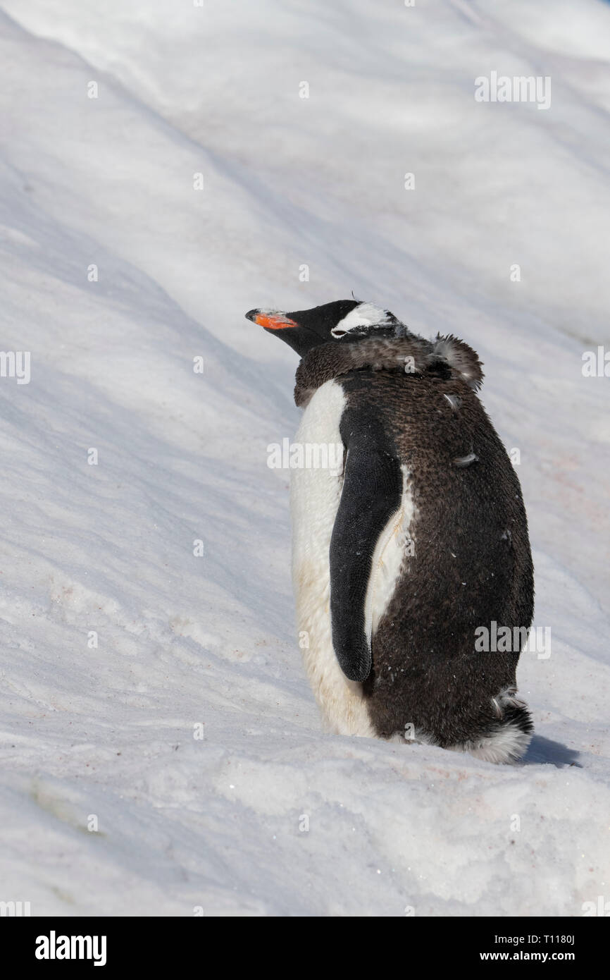 Der Antarktis. Neko Harbour (auf dem antarktischen Kontinent) am östlichen Ufer des Andvord Bay, südlich des Errera Channel. Mauser Gentoo Pinguin. Stockfoto