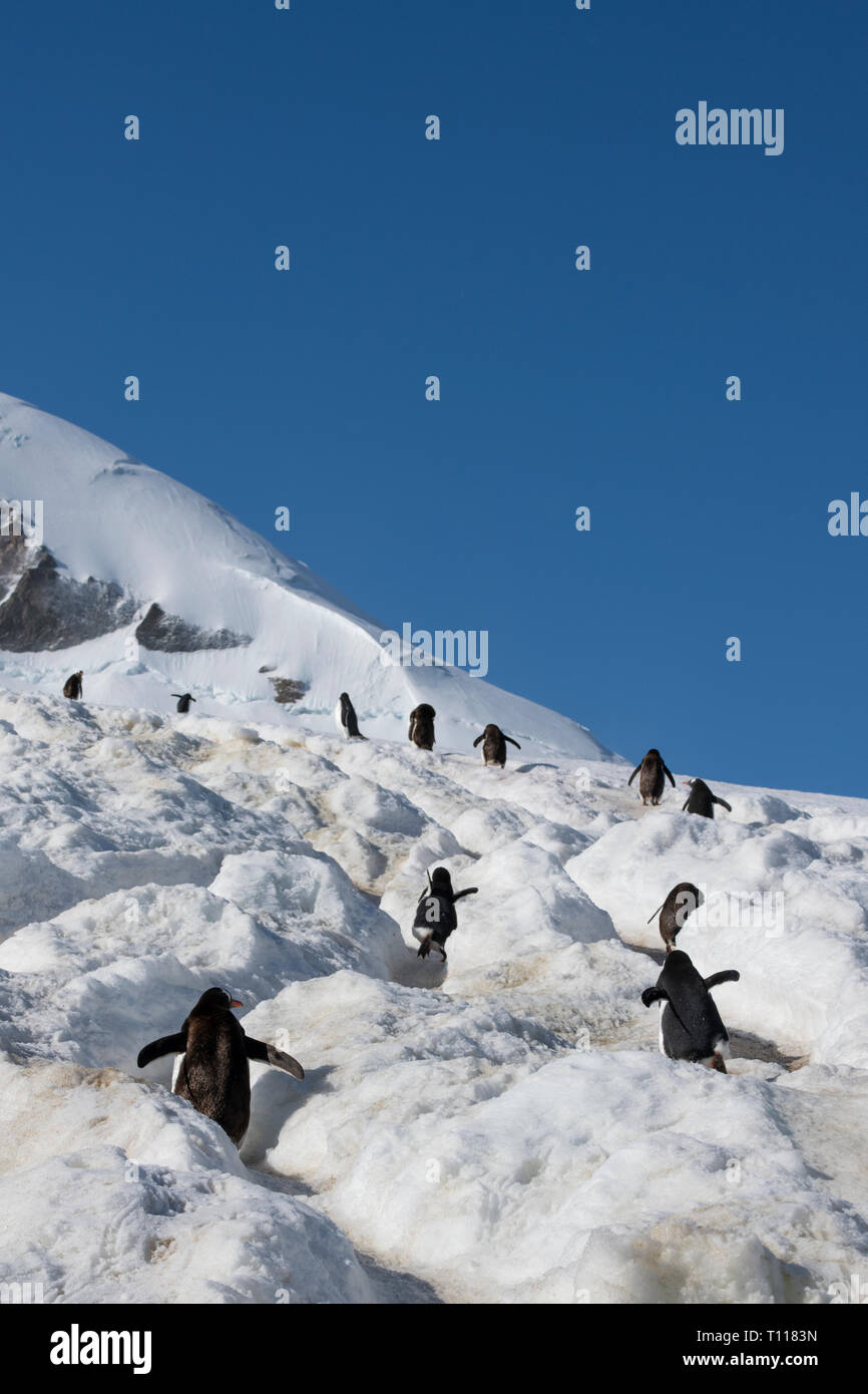 Der Antarktis. Neko Harbour (auf dem antarktischen Kontinent) am östlichen Ufer des Andvord Bay, südlich des Errera Channel. Gentoo Penguins. Stockfoto
