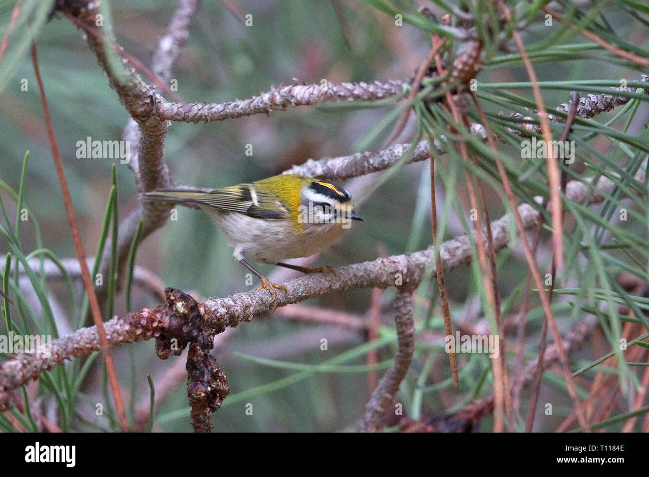 Firecrest (Regulus Ignicapilla) Stockfoto