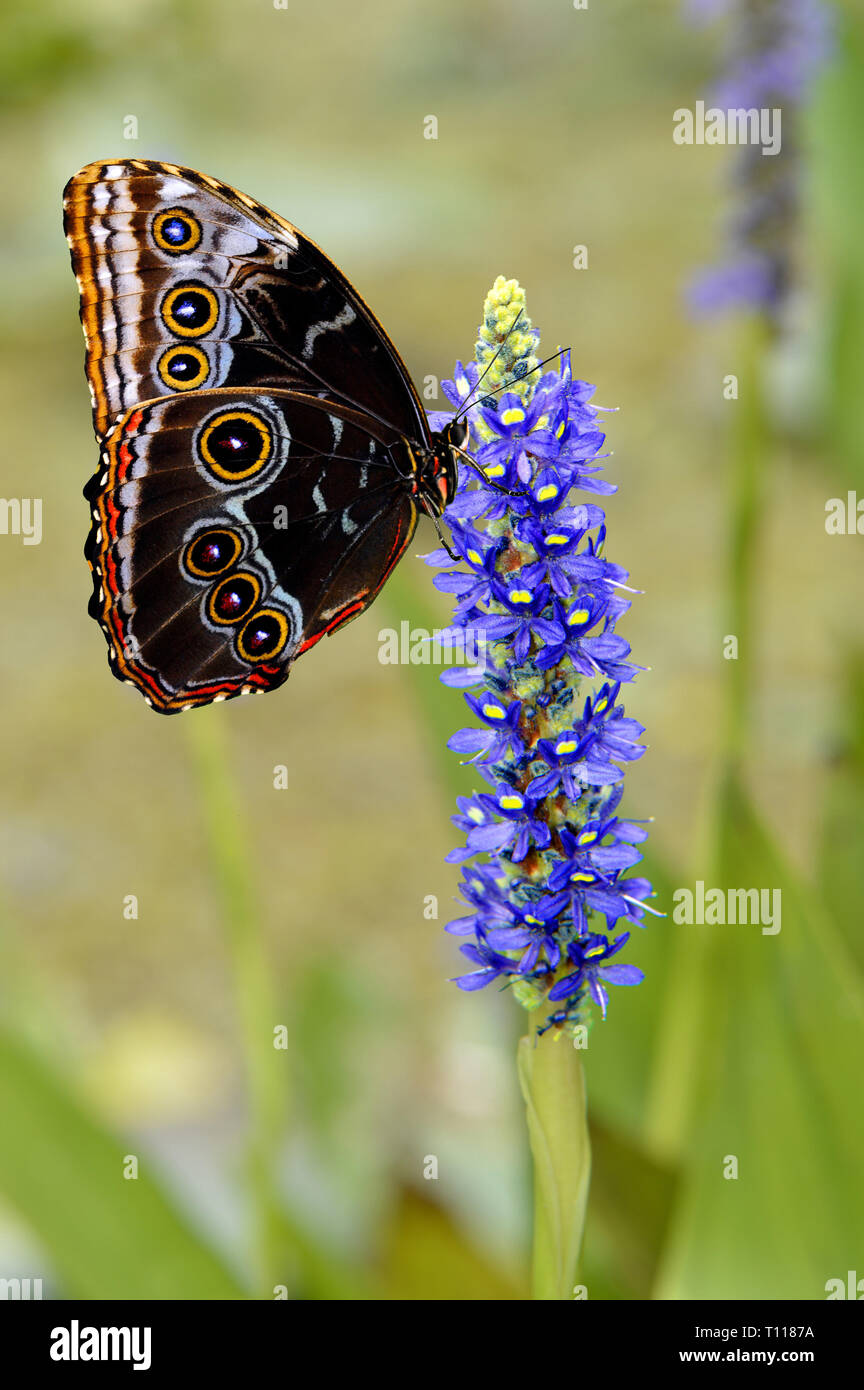 Blaue morpho butterfly Lateinischer Name Morpho peleides auf einem Dactylorhiza marsh Orchidee oder getupft Orchidee Stockfoto
