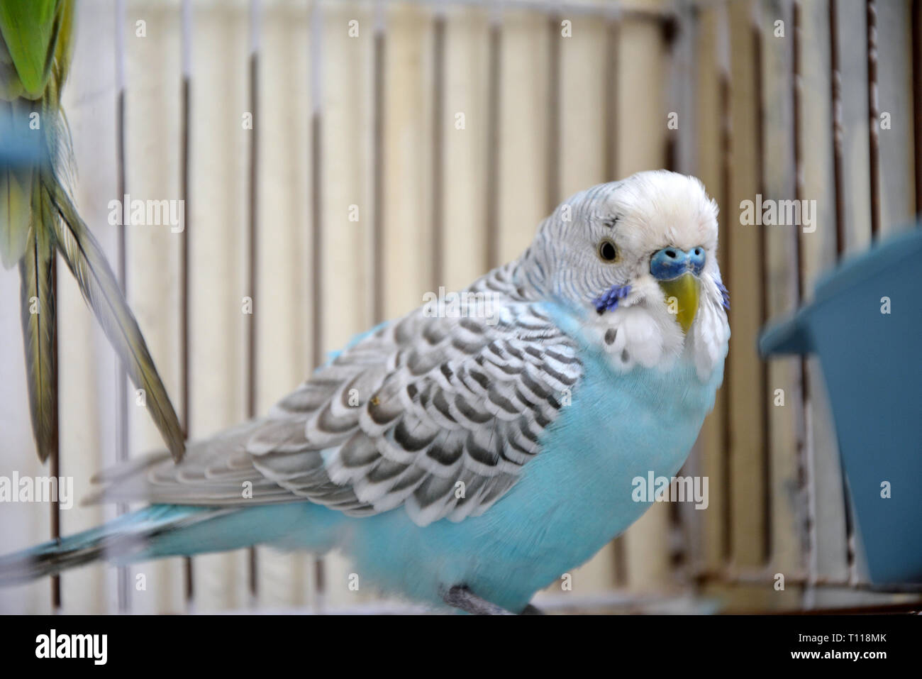 Eine schöne kleine Australische Papagei in einem Käfig in Pakistan. Stockfoto