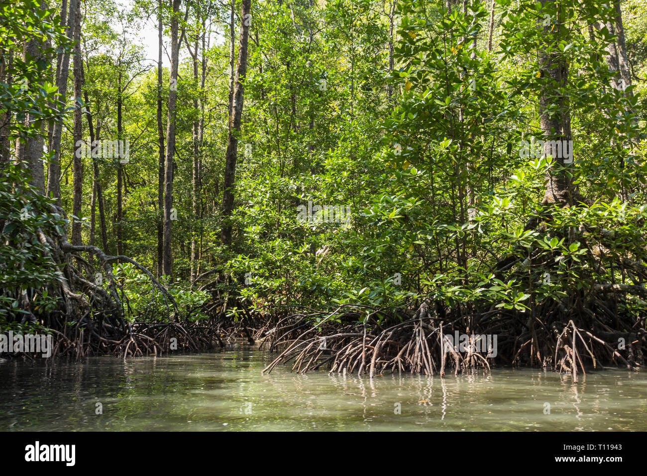 Mangrovenwald in Sabang in den Philippinen Stockfoto