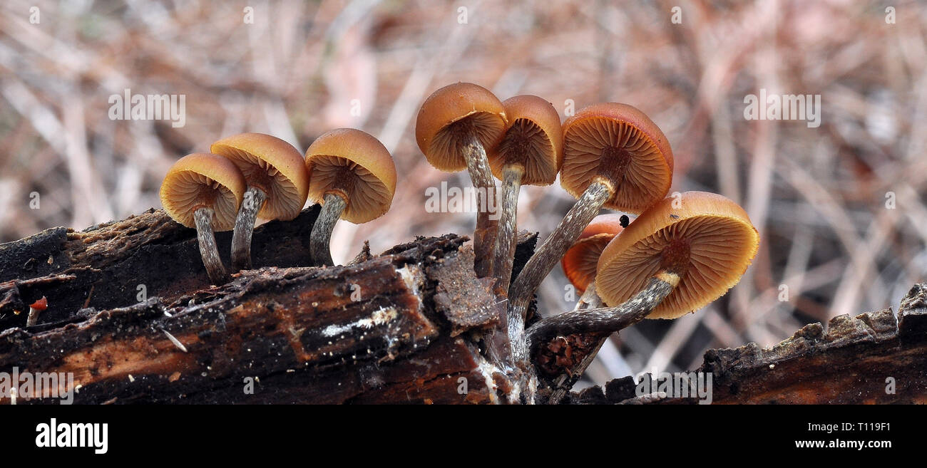 Galerina marginata ist eine kleine braune poisonus Gill Pilz, in der europäischen Wälder auf Totholz in Gruppen gefunden. Es ist, als Beerdigung Bell bekannt. Stockfoto