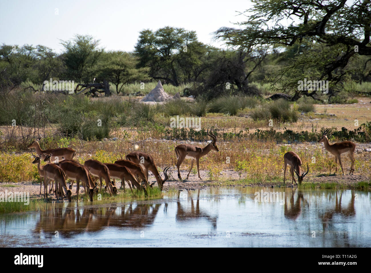 Impala trinken an der Wasserstelle im Onguma Bush Camp, eine Hütte mit eigenem Naturschutzgebiet vor den Toren der Etosha Nationalpark, Namibia. Stockfoto