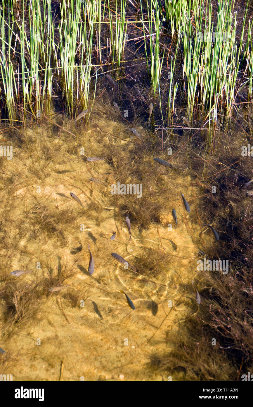 Fische schwimmen in das Wasserloch im Onguma Bush Camp, eine Lodge mit seinen eigenen Wildlife Reserve gerade außerhalb des Etosha National Park, Namibia. Stockfoto