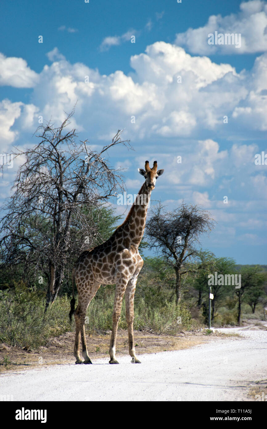 Giraffe Überqueren einer Straße auf Onguma Bush Camp, ein mit eigenen Wildlife Reserve Lodge etwas außerhalb des Etosha National Park, Namibia. Stockfoto