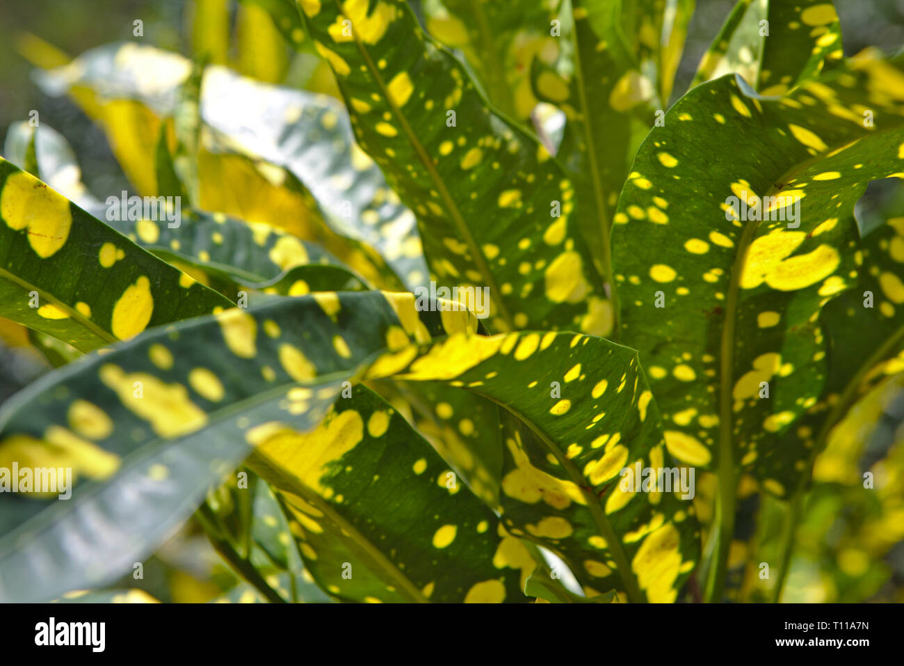 Tropische Pflanze mit gelben Flecken Stockfoto