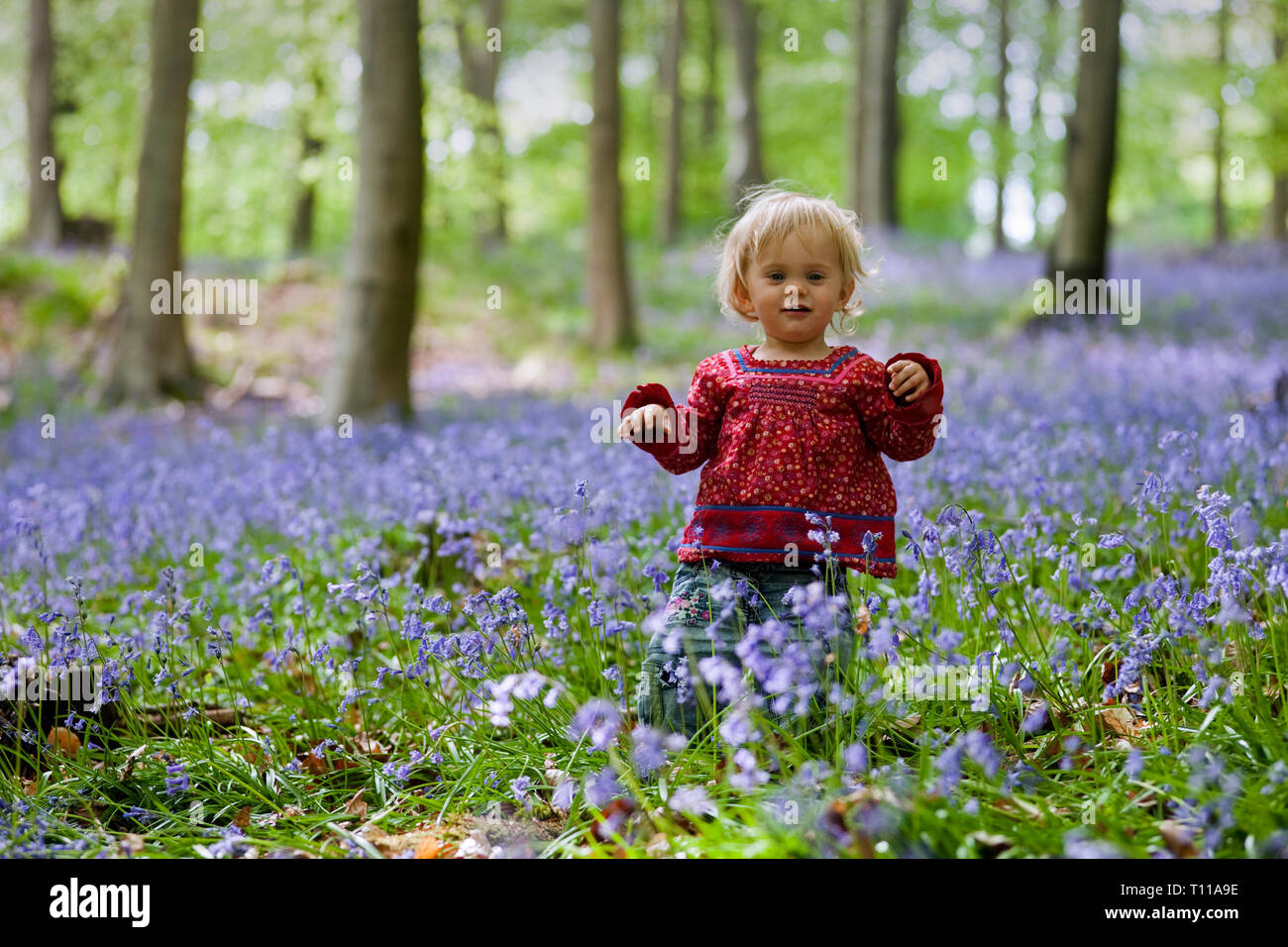Grossbritannien, England, Wald von Dean. Kleines Mädchen mit einem Waldgebiet mit Glockenblumen. Mr. Stockfoto