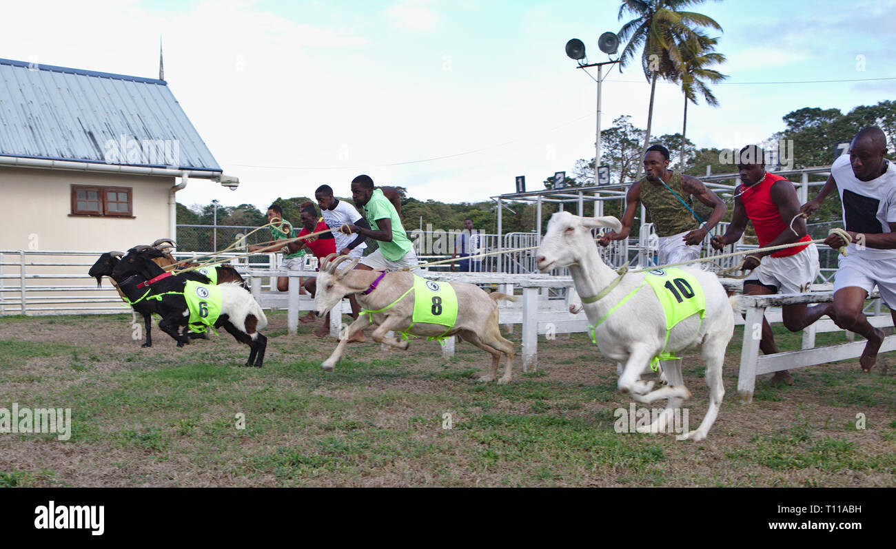 Ziegen Racing mit ihren Eigentümern in Bucco Tobago Stockfoto