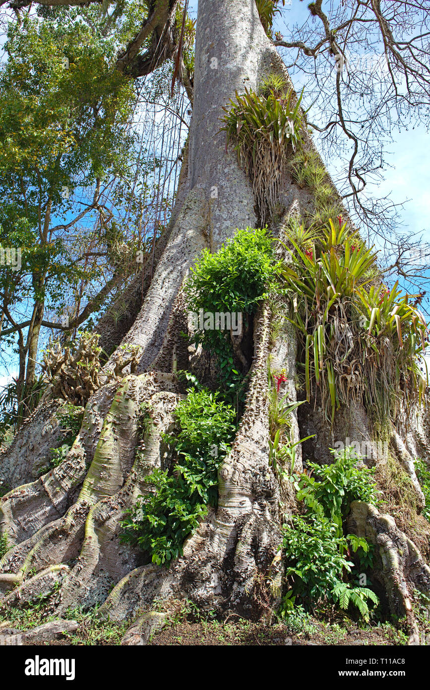 Große Seide Baumwolle Baum am Straßenrand in Tobago wächst Stockfoto
