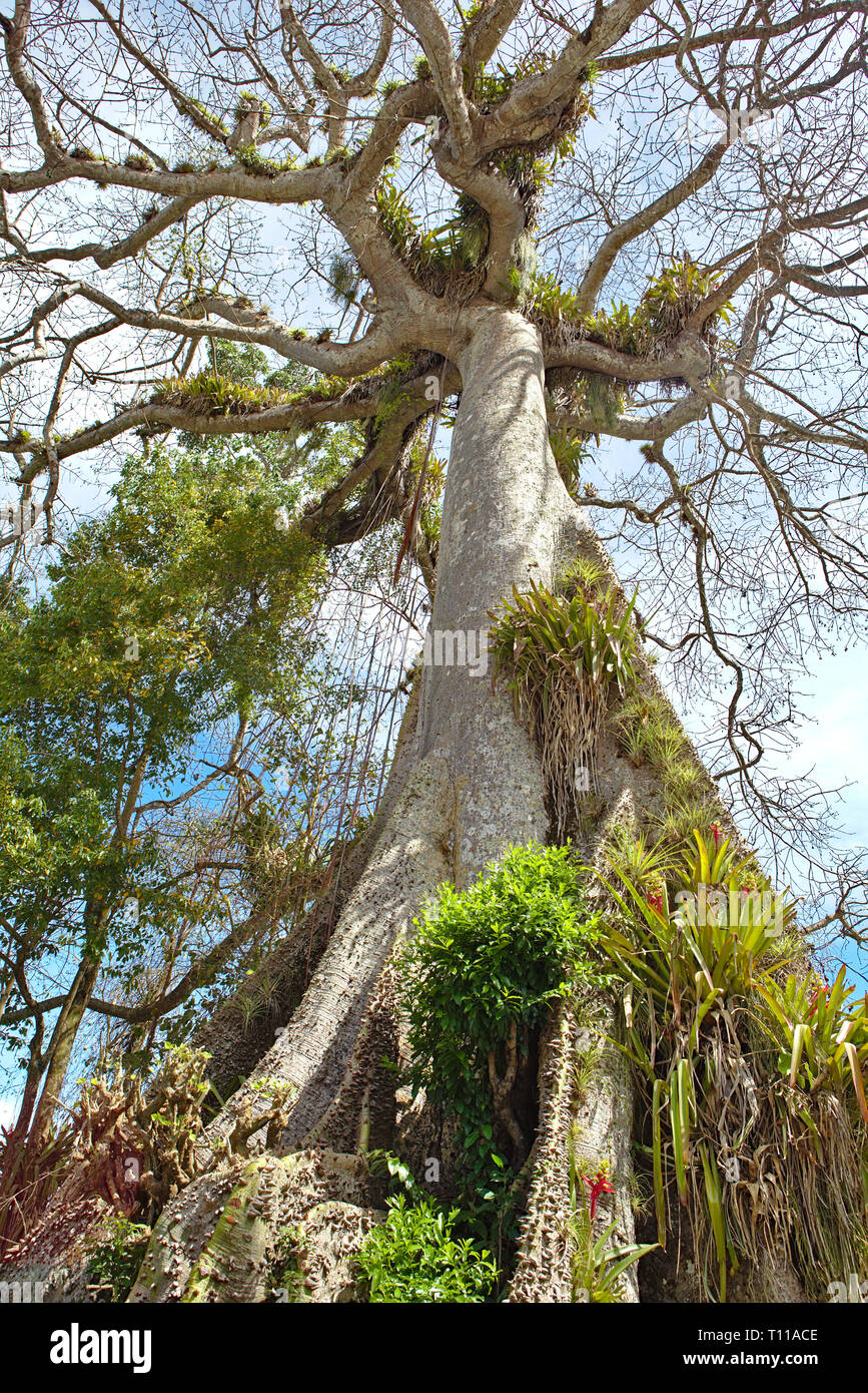 Große Seide Baumwolle Baum am Straßenrand in Tobago wächst Stockfoto