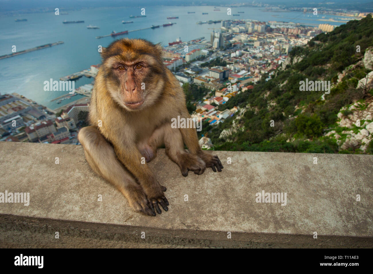 Großbritannien, Spanien, Gibraltar. Barbary Macaque mit Blick auf Gibraltar in der Abenddämmerung. Stockfoto