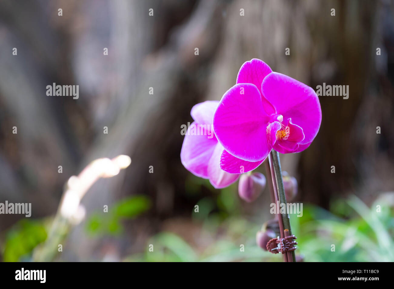 Pflanze Blume Hintergründe Stockfoto