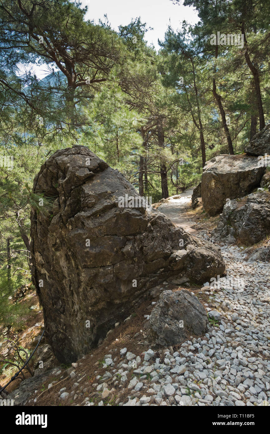 Berg Weg durch Kiefernwald in Samaria Schlucht, südwestlichen Teil der Insel Kreta, Griechenland Stockfoto