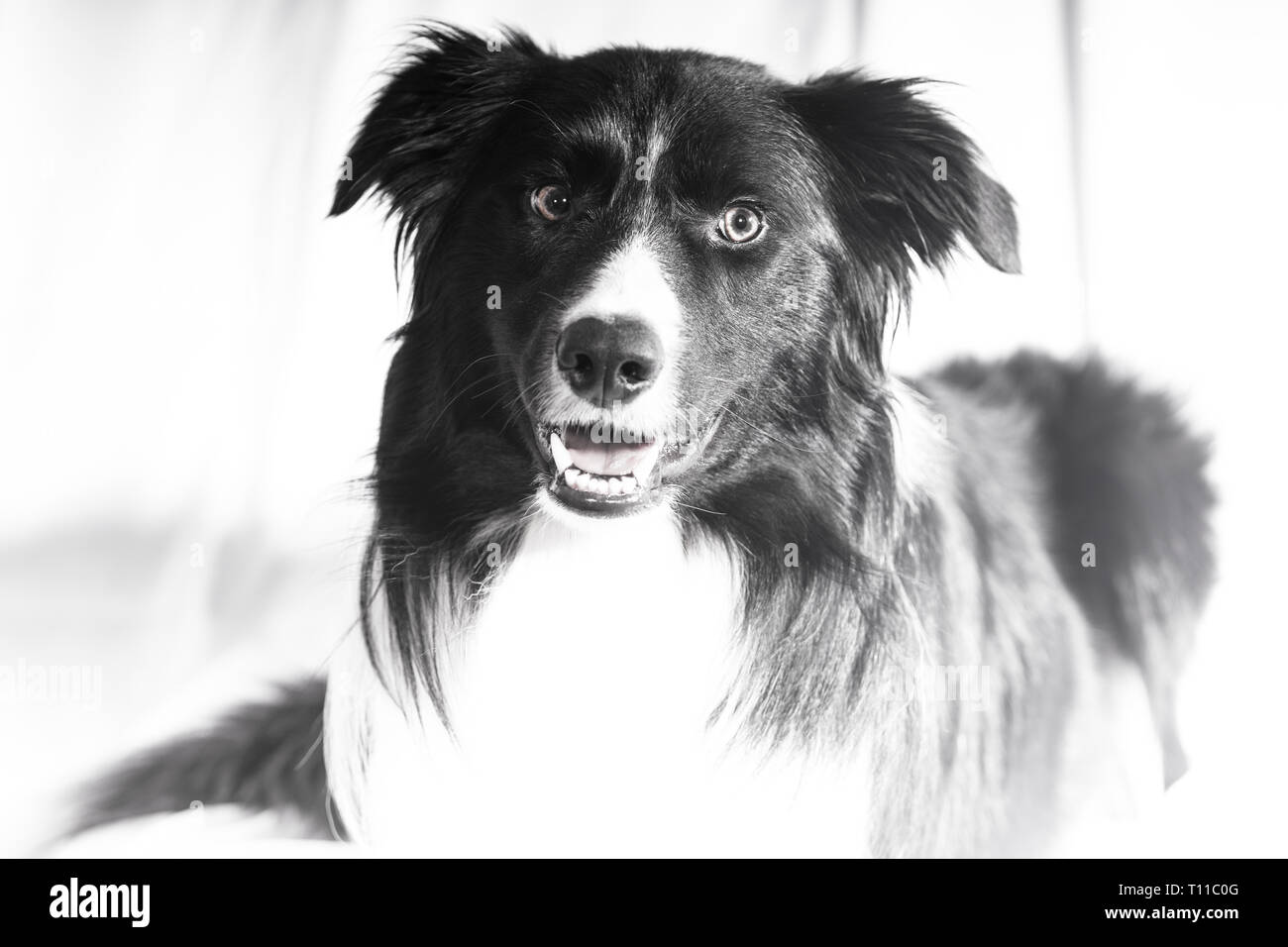 Eine Entsättigung, absichtlich high key Foto von einem Border Collie liegend Stockfoto