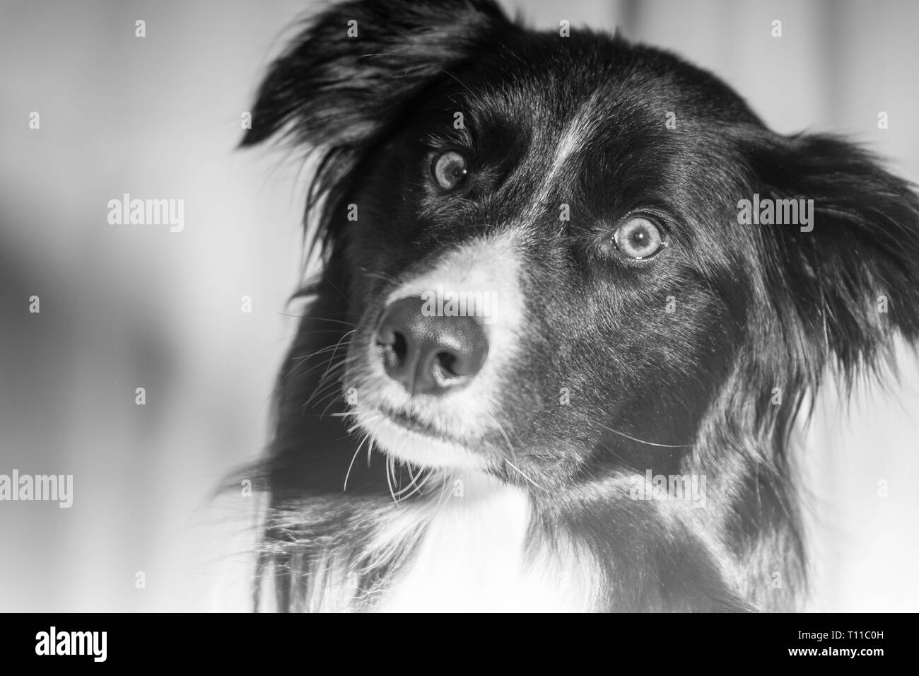 Eine Entsättigung, high key Bild eines traurigen Suche Border Collie Stockfoto