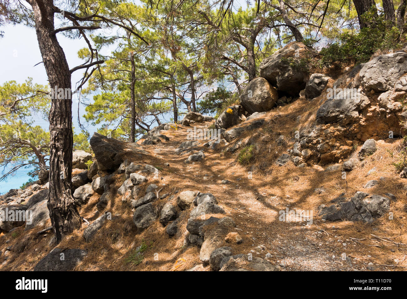 Pinien auf e4 Wanderweg entlang der Küste zwischen Loutro und Agia Roumeli in south-west od Insel Kreta, Griechenland Stockfoto