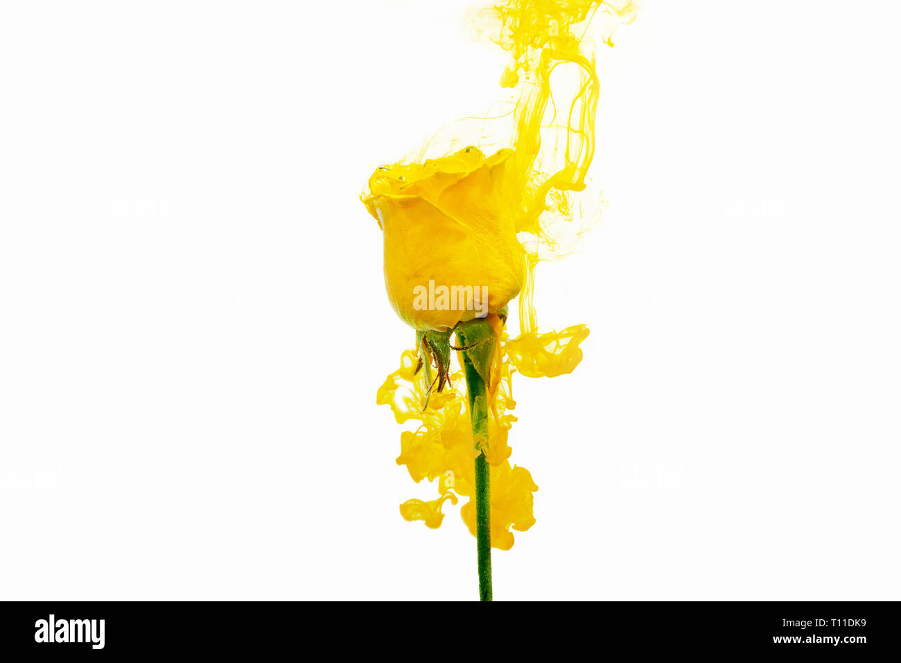 Gelbe Rose im Wasser auf einem weißen Hintergrund mit gelben Acrylfarben. Aquarell Stil und abstrakte Frühling Bild der Blume. Stockfoto
