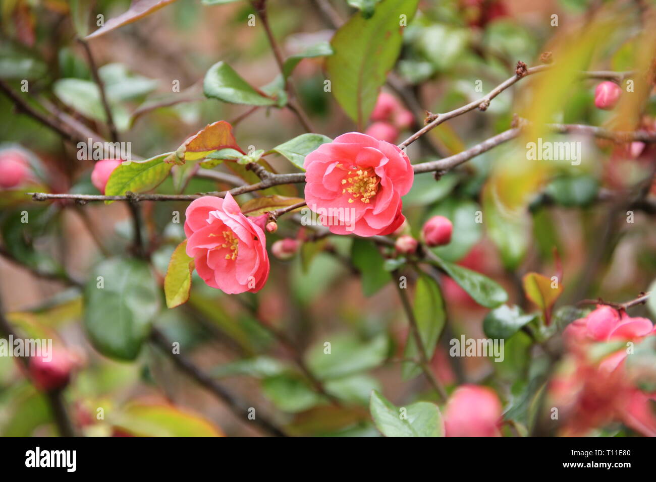 Barrington Court. Somerset Stockfoto