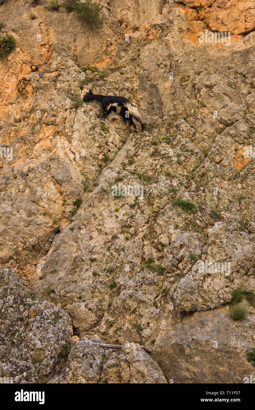 Ziege auf einer senkrechten Felsen in Aradena Schlucht, Insel Kreta, Griechenland Stockfoto