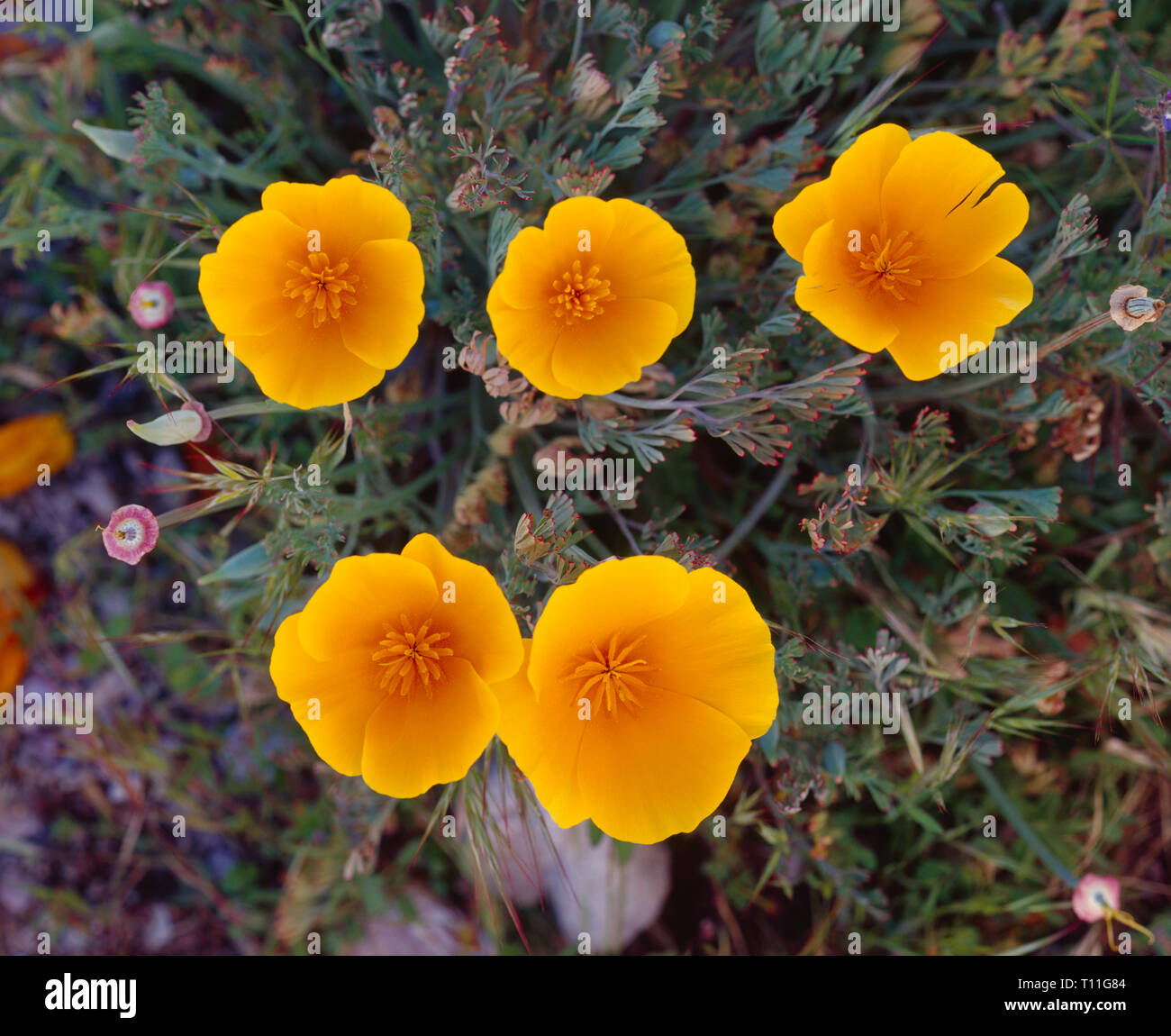 USA, Kalifornien, Pinnacles National Park, Spring Bloom von California poppy. Stockfoto