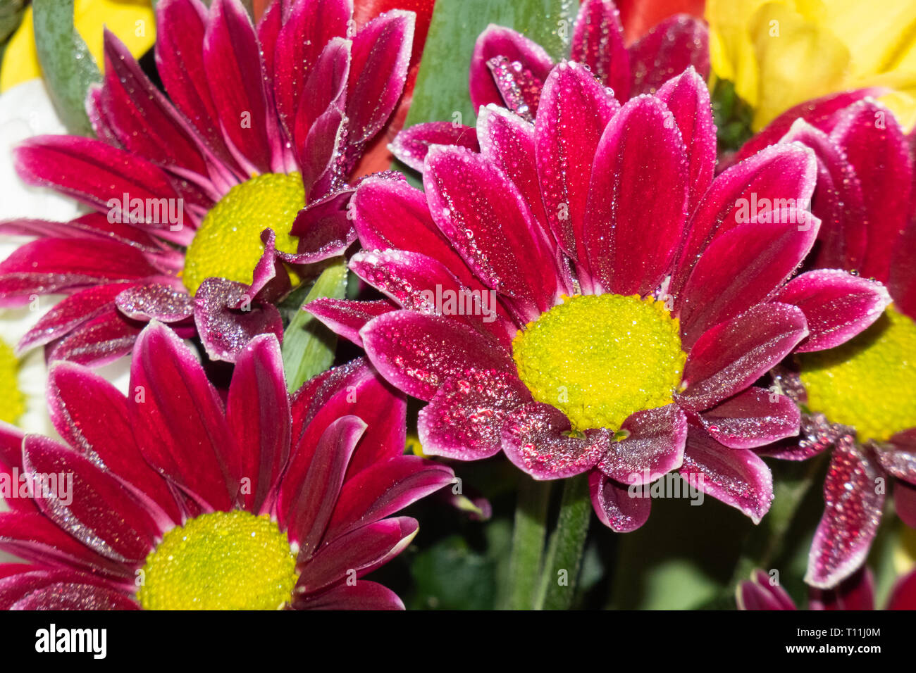 Frühling Blumenschmuck. Schönen Strauß mit frischen Blumen. Stockfoto